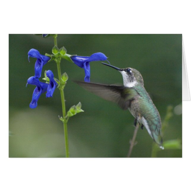 Humming Bird salvia sapphire blue 2 (Voorkant Horizontaal)