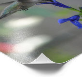 Humming Bird salvia sapphire blue print Foto Afdruk (Hoek)