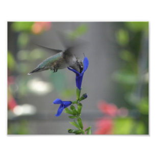 Humming Bird salvia sapphire blue print Foto Afdruk
