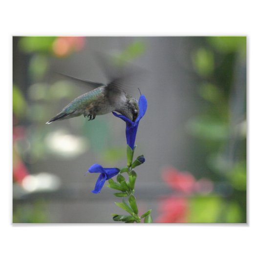 Humming Bird salvia sapphire blue print Foto Afdruk (Voorkant)