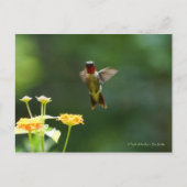 Humming door om hallo te zeggen! briefkaart (Voorkant)