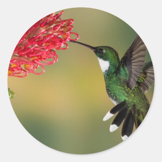 Hummingbird 1.jpg ronde sticker (Voorkant)