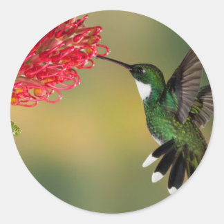 Hummingbird 1.jpg ronde sticker