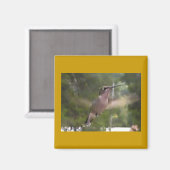 Hummingbird 1 Magnet (Voorkant / Achterkant)
