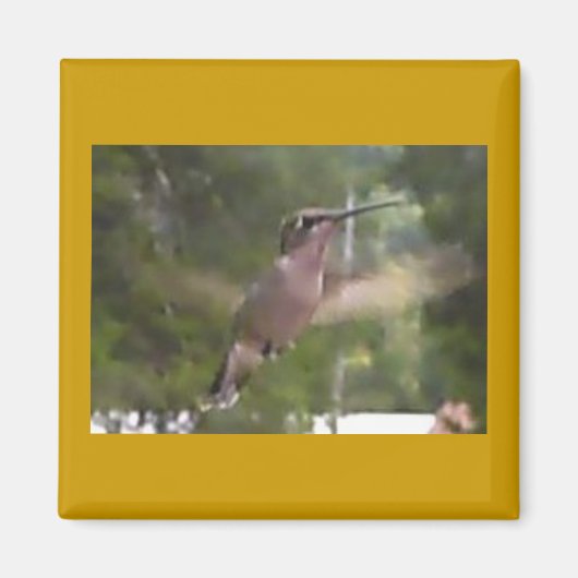 Hummingbird 1 Magnet (Voorkant)
