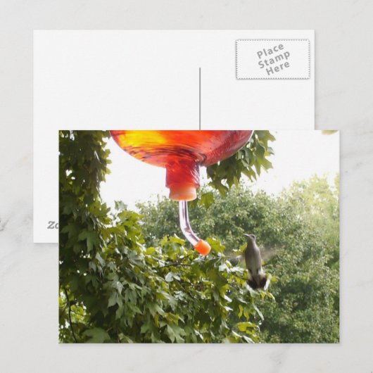 Hummingbird 2,Briefkaart Briefkaart (Voorkant / Achterkant)