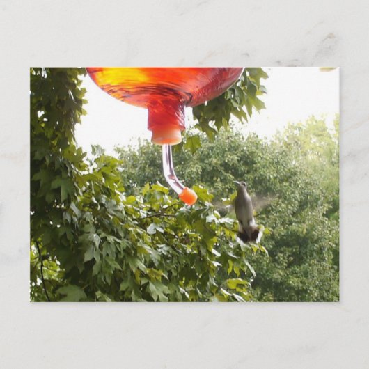 Hummingbird 2,Briefkaart Briefkaart (Voorkant)