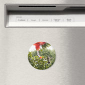 Hummingbird 2, Magnet (Insitu (Vaatwasser))