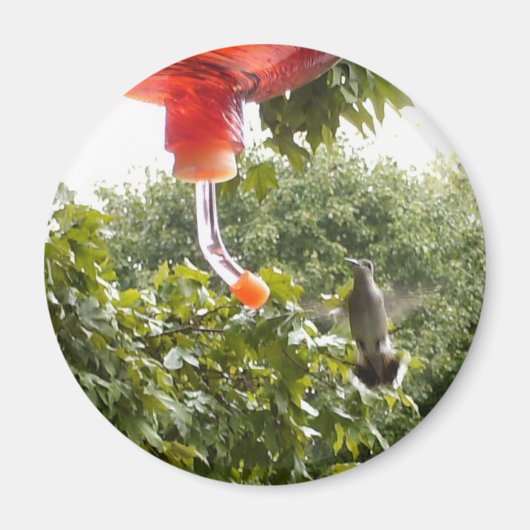 Hummingbird 2, Magnet (Voorkant)