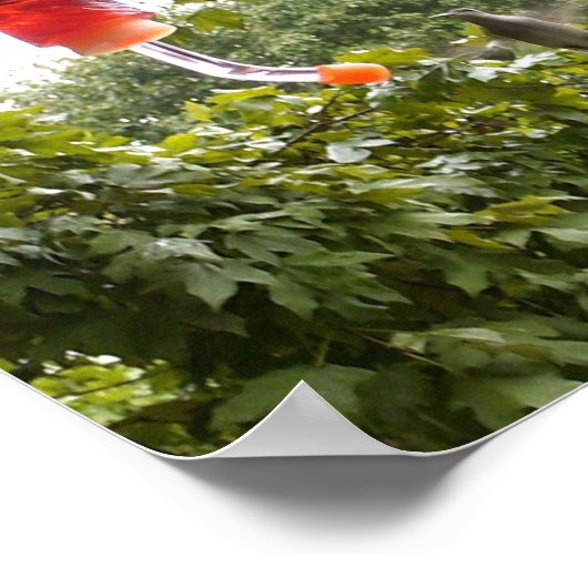 Hummingbird 2, Print (Hoek)