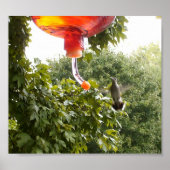 Hummingbird 2, Print (Voorkant)
