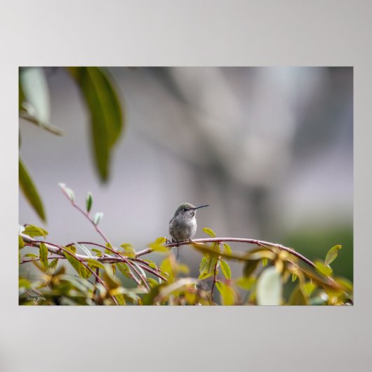 Hummingbird 3346 Poster (Voorkant)