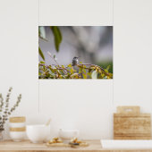 Hummingbird 3346 Poster (Keuken)