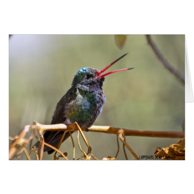 Hummingbird 468 (Voorkant Horizontaal)
