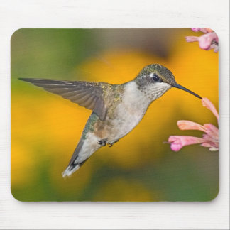 Hummingbird 4 Mousepad Muismat