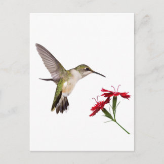 Hummingbird and a Red Dianthus Briefkaart