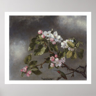 Hummingbird and Apple Blossom Martin J. Heade Poster