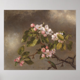 Hummingbird and Apple Blossom Poster
