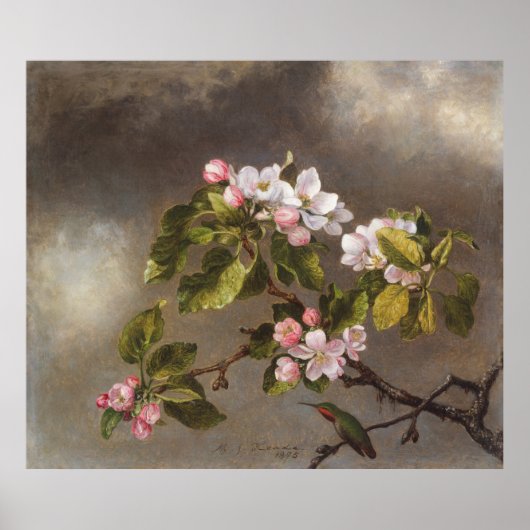 Hummingbird and Apple Blossom Poster (Voorkant)