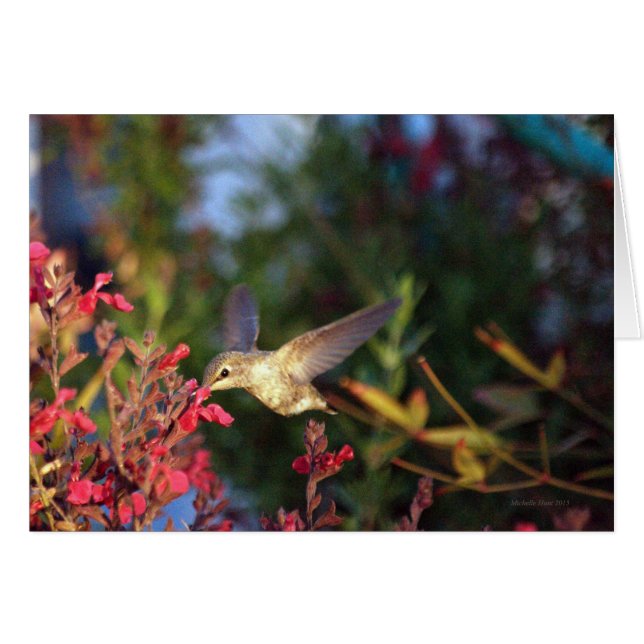 Hummingbird and Blooms (Voorkant Horizontaal)