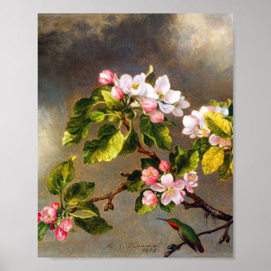 Hummingbird and blossom by Martin Johnson Heade Poster (Voorkant)