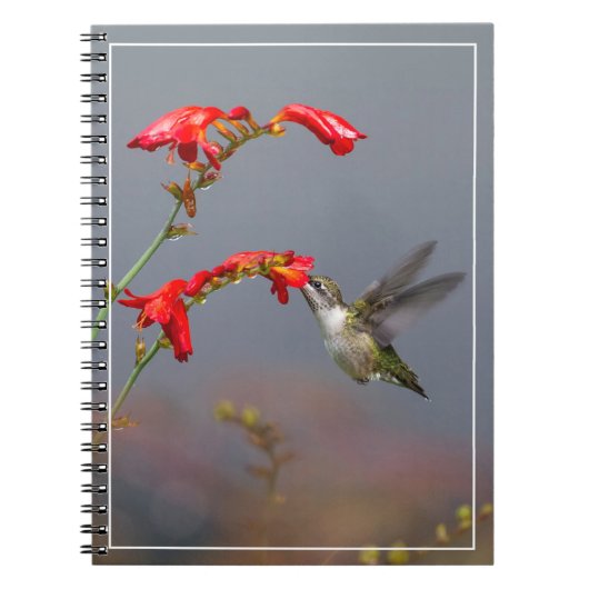 Hummingbird and Crocosmia Notitieboek (Voorkant)