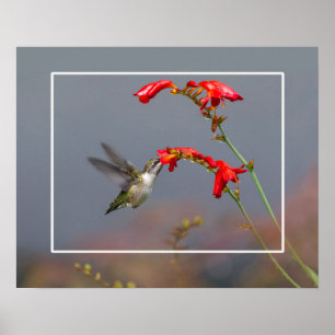 Hummingbird and Crocosmia Poster