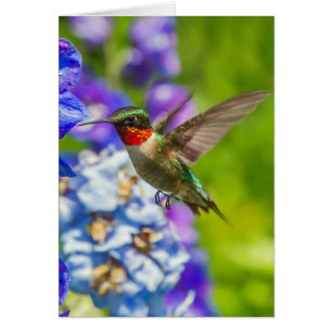 Hummingbird and Delphinium