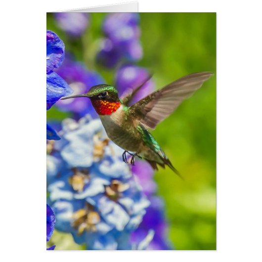 Hummingbird and Delphinium (Voorkant)