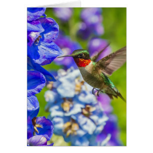 Hummingbird and Delphinium