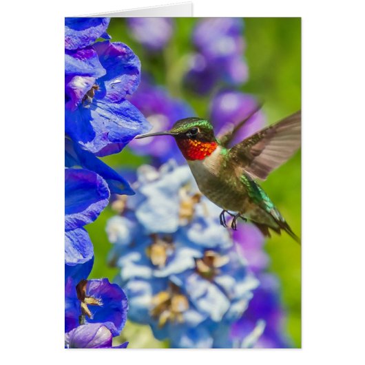 Hummingbird and Delphinium (Voorkant)