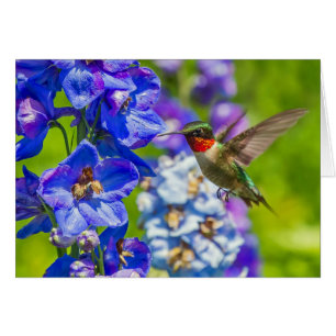 Hummingbird and Delphinium