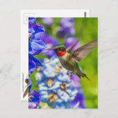 Hummingbird and Delphinium Briefkaart (Voorkant / Achterkant)
