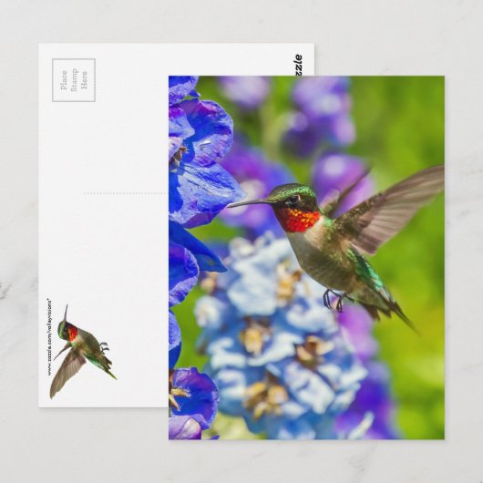 Hummingbird and Delphinium Briefkaart (Voorkant / Achterkant)
