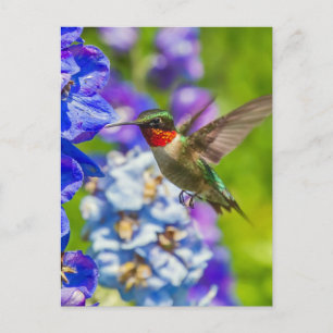 Hummingbird and Delphinium Briefkaart