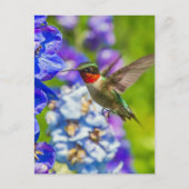 Hummingbird and Delphinium Briefkaart (Voorkant)