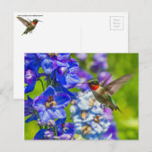 Hummingbird and Delphinium Briefkaart (Voorkant / Achterkant)