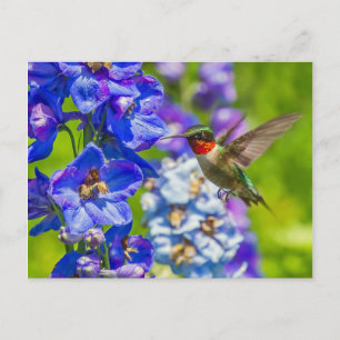 Hummingbird and Delphinium Briefkaart