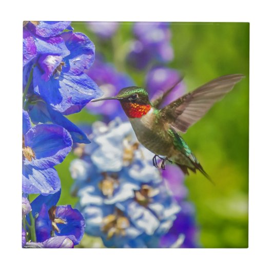 Hummingbird and Delphinium Tegeltje (Voorkant)
