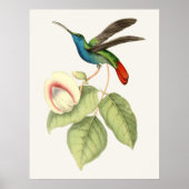 Hummingbird and Flower Poster (Voorkant)