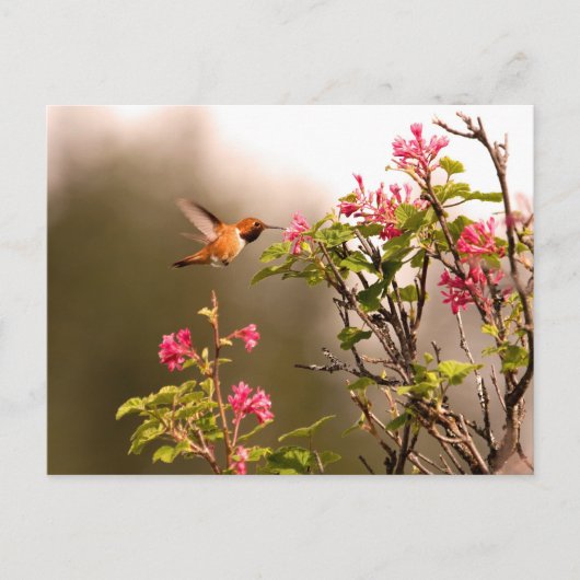 Hummingbird and Flowers Briefkaart (Voorkant)