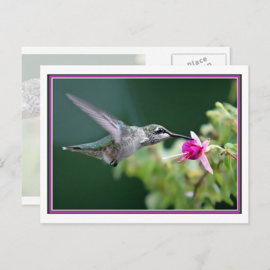 Hummingbird and Fuchsia Briefkaart (Voorkant / Achterkant)