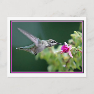 Hummingbird and Fuchsia Briefkaart