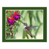 Hummingbird and Fuchsia Foto Afdruk (Voorkant)
