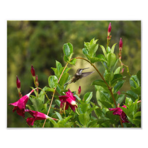 Hummingbird and Mandevilla Foto Afdruk