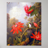 Hummingbird and Passiflora by Martin Johnson Heade Poster (Voorkant)