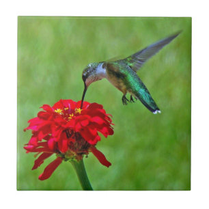 Hummingbird and Red Zinnia Ceramic Tiles Tegeltje