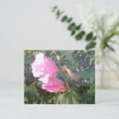 Hummingbird and Roos of Sharon Briefkaart (Staand voorkant)
