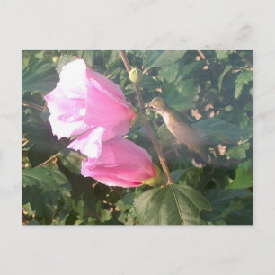 Hummingbird and Roos of Sharon Briefkaart