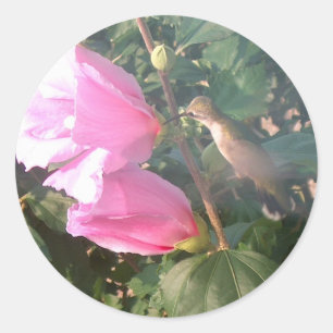 Hummingbird and Roos of Sharon Ronde Sticker